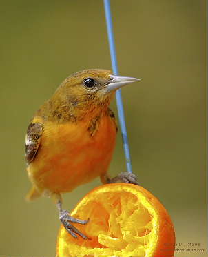 DR-5-14-05-0162-Oriole.JPG