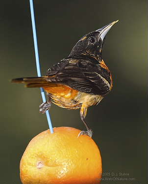 DR-5-16-05-0049-Oriole.JPG