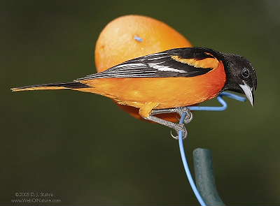 DR-5-16-05-0071-Oriole.JPG