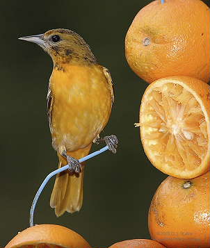 DR-5-16-05-0074-Oriole.JPG