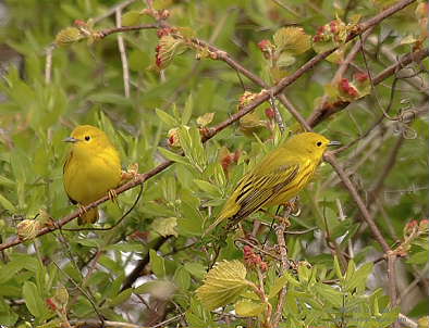 DR-5-17-05-0231-YellowWarblers.JPG