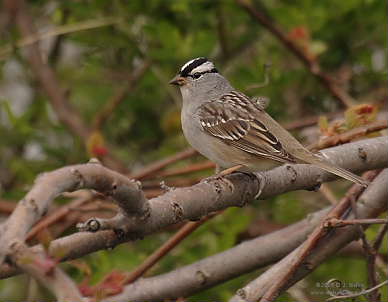 DR-5-17-05-0239-WhiteCrownedSparrow.JPG