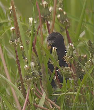 DR-5-17-05-0271-Bobolink.JPG