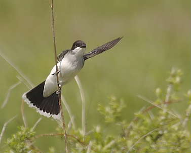 DR-5-17-05-0305-Kingbird1.JPG