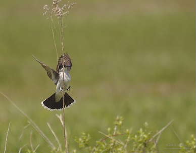 DR-5-17-05-0306-Kingbird2.JPG