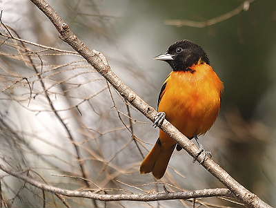 DR-5-18-05-0087-Oriole.JPG