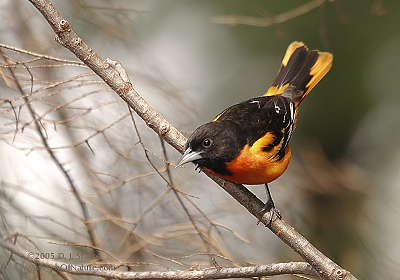 DR-5-18-05-0088-Oriole.JPG