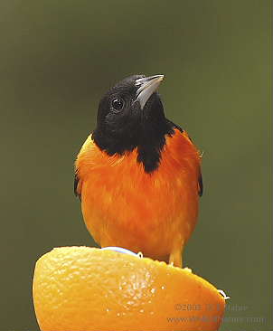 DR-5-18-05-0092-Oriole.JPG