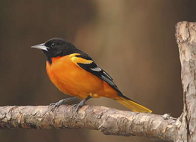 DR-5-18-05-0104-Oriole.JPG
