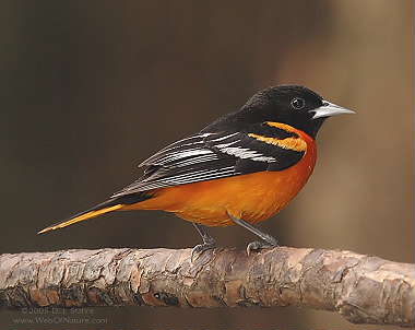 DR-5-18-05-0105-Oriole.JPG