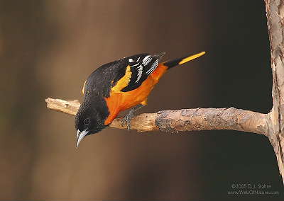 DR-5-18-05-0160-Oriole.JPG