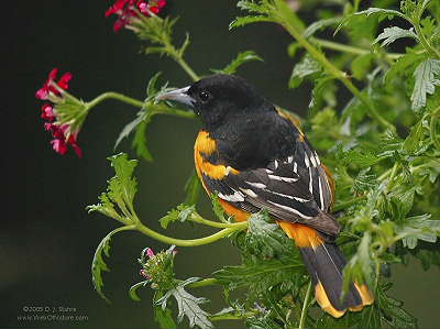 DR-5-18-05-0218-Oriole.JPG