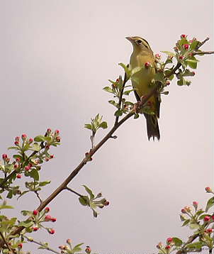 DR-5-19-05-0077-Bobolink.JPG