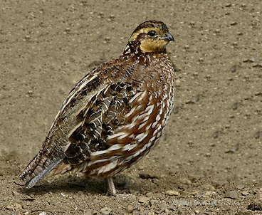 DR-9-10-04-0507-Quail.JPG