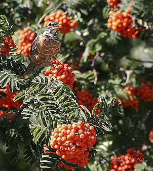 DR-9-11-040234-RobinBerry.JPG