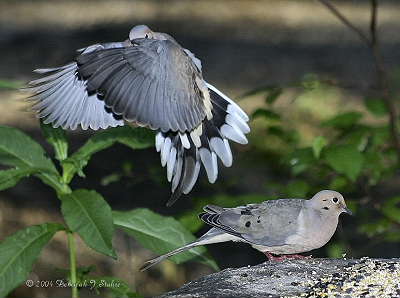 DR-9-13-040411-Doves.JPG
