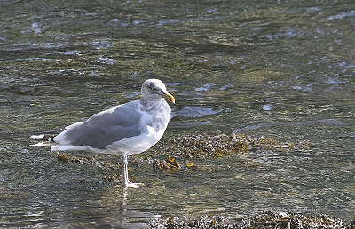 DR-10-04-040347-Gull.JPG