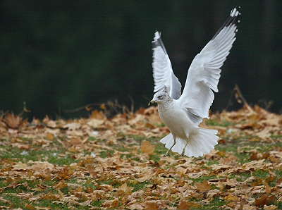 DR-11-18-04-0529-Gull.JPG