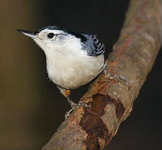 DR-11-19-04-0065-Nuthatch2.JPG