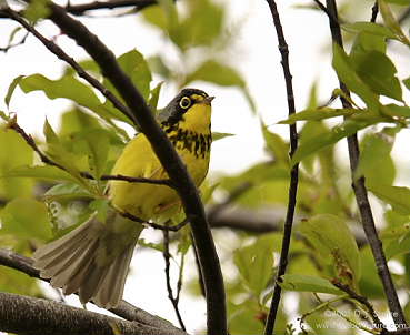 DR-2005-6-1-0361-CanadaWarbler.JPG