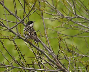 DR-2005-6-1-0390-BlackpollWarbler.JPG