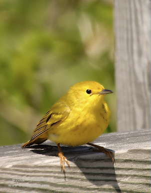 DR-2005-6-1-0432-WiperWarbler.JPG