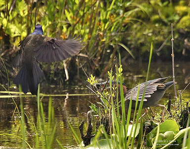 DR-2005-6-3-0246-GrackleGHeron.JPG