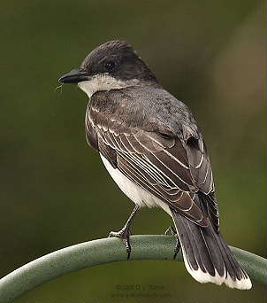 DR-2005-6-6-0005-Kingbird.JPG