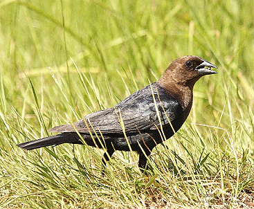 DR-2005-6-7-0208-Cowbird.JPG