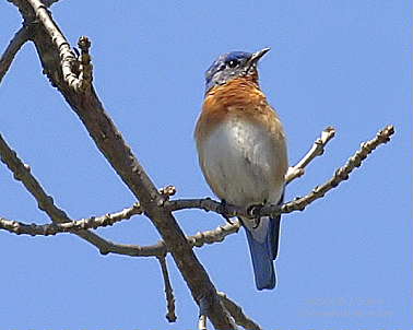 DR--4-29-05--0163-Bluebird.JPG