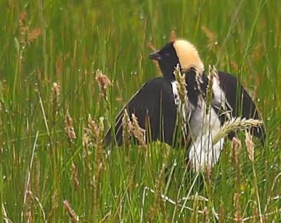 Bobolink
