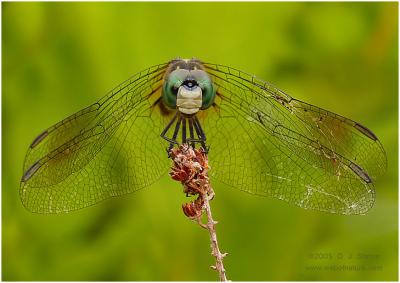 Dragon Macro