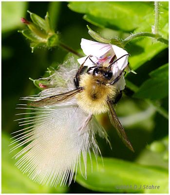 Feather Bee