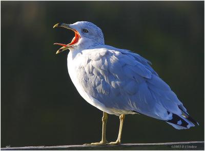 Say Ahhhh!