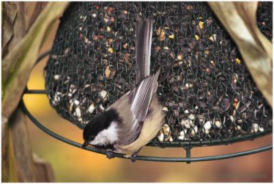 Black-capped Chickadee