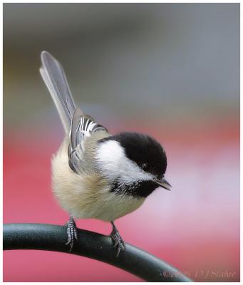 Little Chickadee