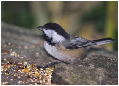 New England Back Yard Birds
