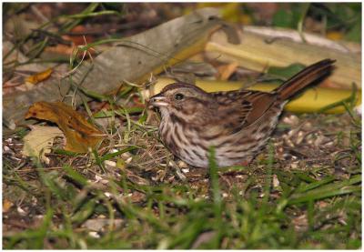 New England Back Yard Birds