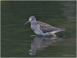 Yellowlegs