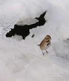 Icy Sparrow.JPG