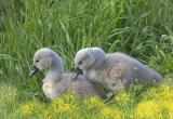 Copy of Copy of DR-6-11-04-0069-Cygnets.JPG