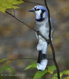 DR10-23-040277-BlueJay.JPG