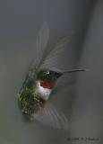 Male Ruby-throated Hummingbird