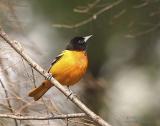 DR-5-18-05-0086-Oriole.JPG