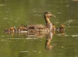 DR-2005-6-3-0025-Ducklings.JPG