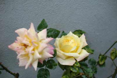 f4.0 1/400s ISO200
Focus on the right rose