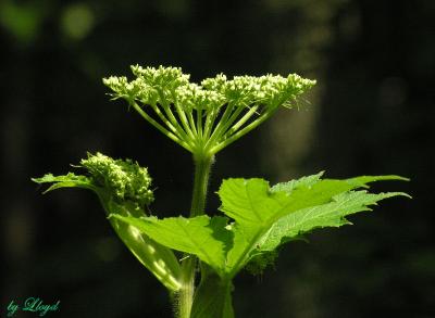 Cow Parsnip 022.jpg
