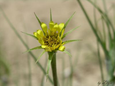 Goats Beard  004.jpg