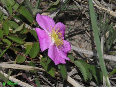 Early Wild Rose 136.jpg