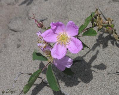 First Rose of the Year  113.jpg